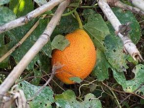 木鳖瓜 可以吃,美味与健康的双重享受