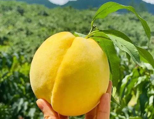 吃瓜遂宁,探寻这座城市的美食与故事