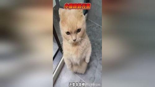 小猫吃瓜搞笑配音,萌态十足笑翻众人
